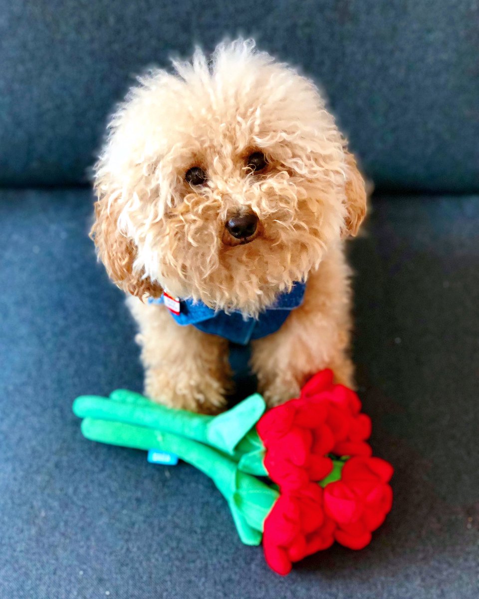 RealEvilCleo's tweet photo. Happy Mother’s Day MotherFluffers! 😈🌷💐 https://t.co/wxSpiIfjT1