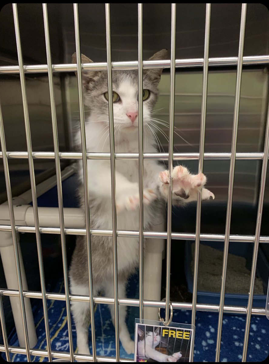 rhsapl's tweet photo. Meet Jefferson he is a one year old kitten who loves to play with other cats. You can go visit Jefferson Monday-Saturday 12-5!!🤩😱 https://t.co/AvUcxYA5W3