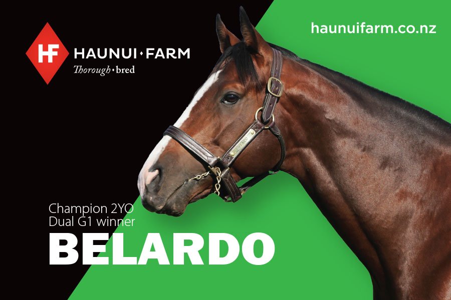 HaunuiFarm's tweet photo. Excited to see BELARDO's first SH foals hit the sale ring later this week at @KarakaChat and next week at the @mmsnippets #champion2YO #dualG1winner #crackingtypes @DarleyStallions @ChittyMark https://t.co/soLaYXLdku