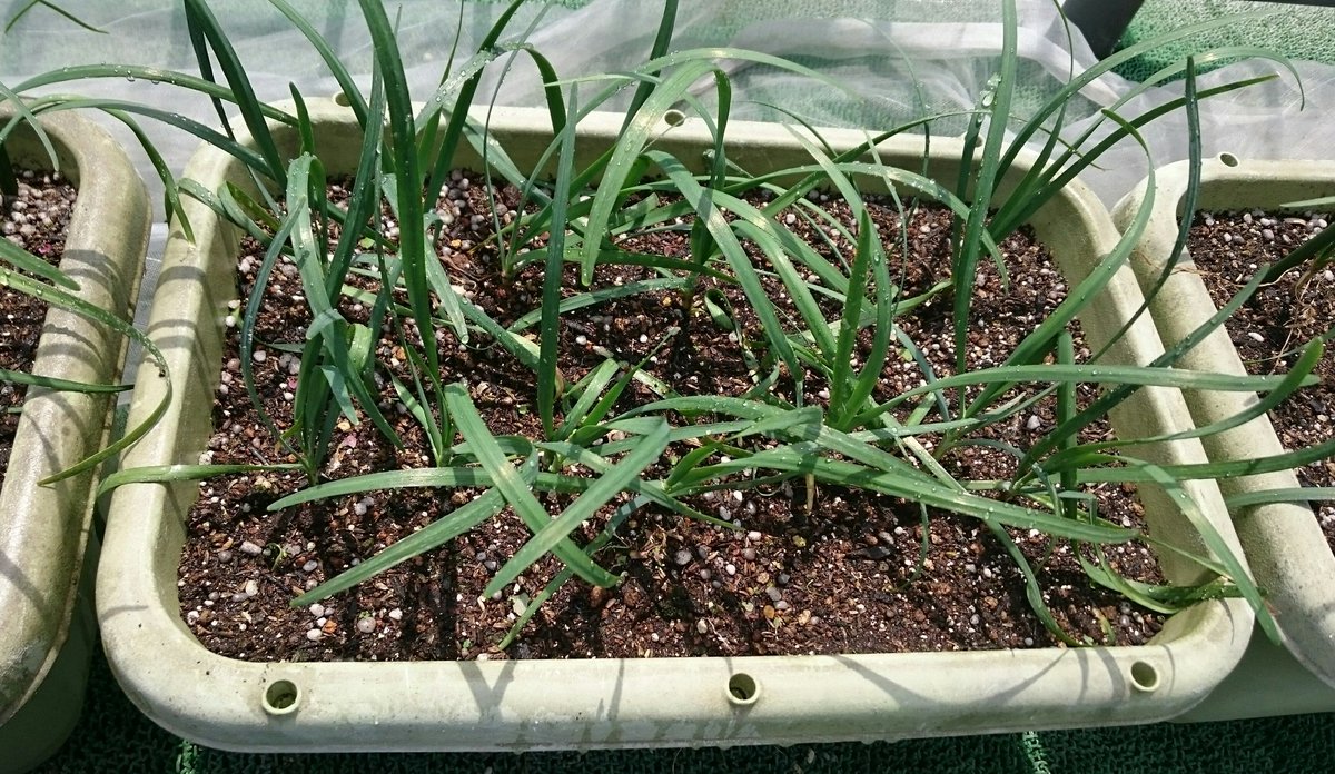 プランター De 野菜 ニラ 良い感じ 昨年植えたニラですが 気が付いたらかなり込み合ってたので 間引きを兼ねて収穫 今夜は 餃子 ニラ玉 何はともあれ収穫出来て良かったです 次回はカットして収穫予定ですが その後は伸びるのか プランター De 野菜 ニラ 良い感じ 昨年植えたニラですが 気が付いたらかなり込み合ってたので 間引きを兼ねて収穫 今夜は 餃子 ニラ玉 何はともあれ収穫出来て良かったです 次回はカットして収穫予定ですが その後は伸びるのか