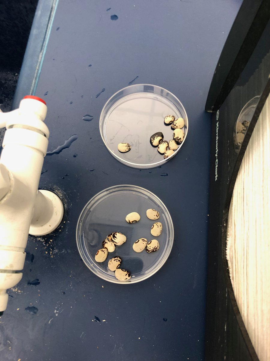 NutmegNutz's tweet photo. @NutmegSomething Another picture of our two corn seeds, one soaked in 10% bleach and the other was not https://t.co/EvGjZlL7g1