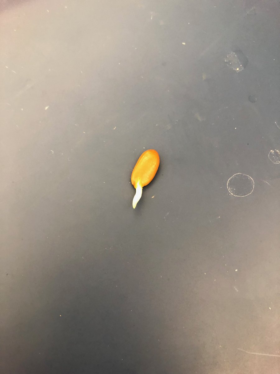 NutmegNutz's tweet photo. @NutmegSomething This was a lab table nexts to us seed which actually started to sprout a little bit in class! https://t.co/B9QxHHA7if