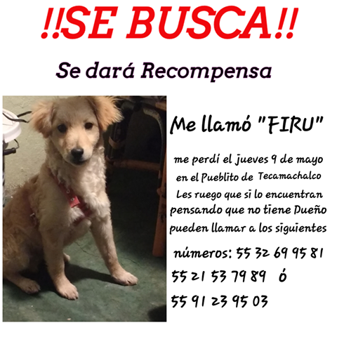 .
⚠️ S.O.S para FIRU ⚠️
Se extravió el 09 de mayo en el pueblito de Tecamachalco, Naucalpan de Juárez, Edo. de México. ¿Lo has visto?

Contacto: 55 3269 9581 / 55 2153 7989