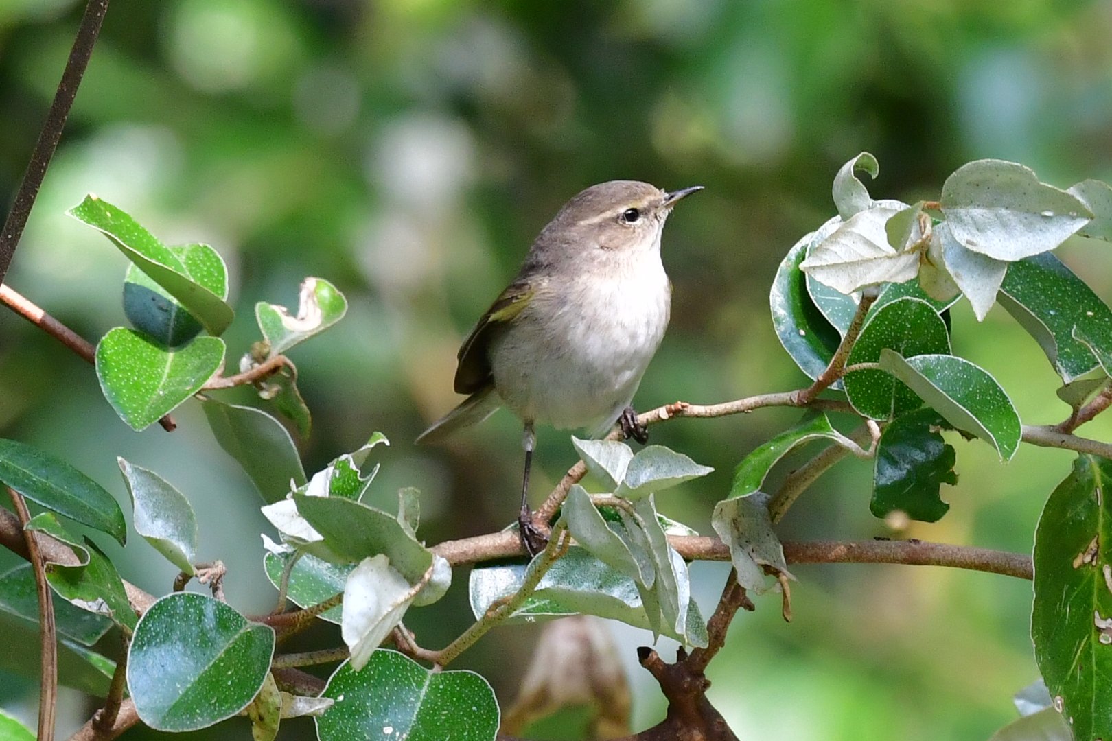 鳥垢 チフチャフ 可愛らしいムシクイのなかま 名前の由来はチフチャフと囀ずるからだそう ちやみに英名もchiffchaff チフチャフ チフチャフ 野鳥写真 野鳥 T Co 96vyipevtc Twitter