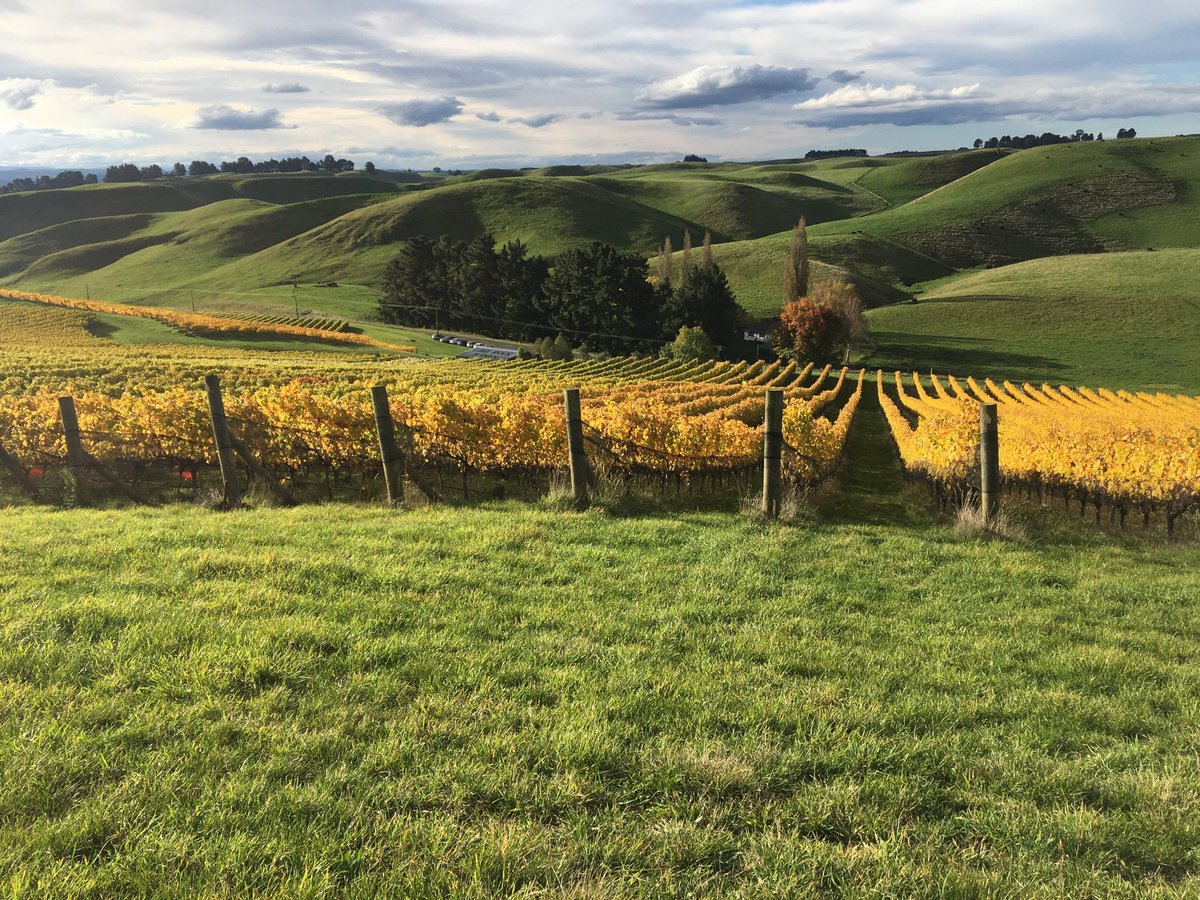 Sleep time for Pinot Noir <a href="/limerock/">Limerock</a> #limerock #pinotnoir #limestone #centralhawkesbay