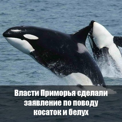 PrimVl's tweet image. primpress.ru/article/40155
#новости #Приморье #Владивосток #PRIMPRESS