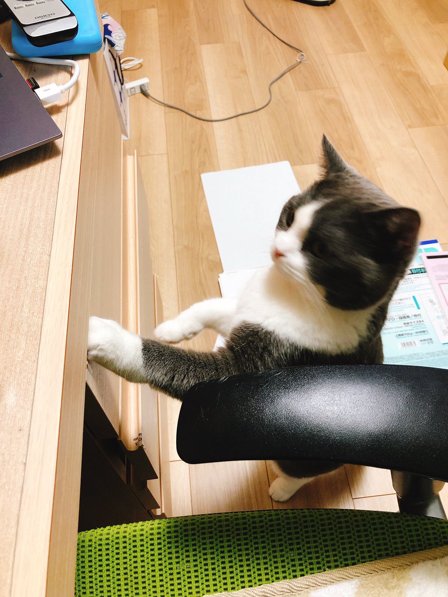 デコ出しの髪型描くの苦手なんだよなぁ〜と溜息ついてる漫画家と進捗を見守るねこです
(ほんとは机の上でカチャカチャ音が するペン類を気にしているだけです) 