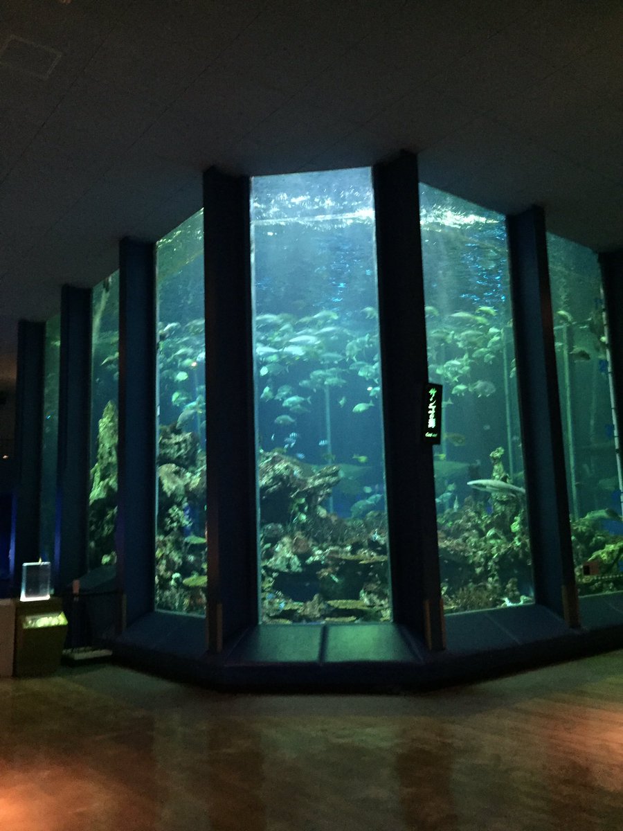 たぴおか かえるさん 何の脈絡も無く水族館の画像を貼る しながわ水族館 サンシャイン水族館 東海大学海洋博物館 加茂 水族館 大水槽あれこれ