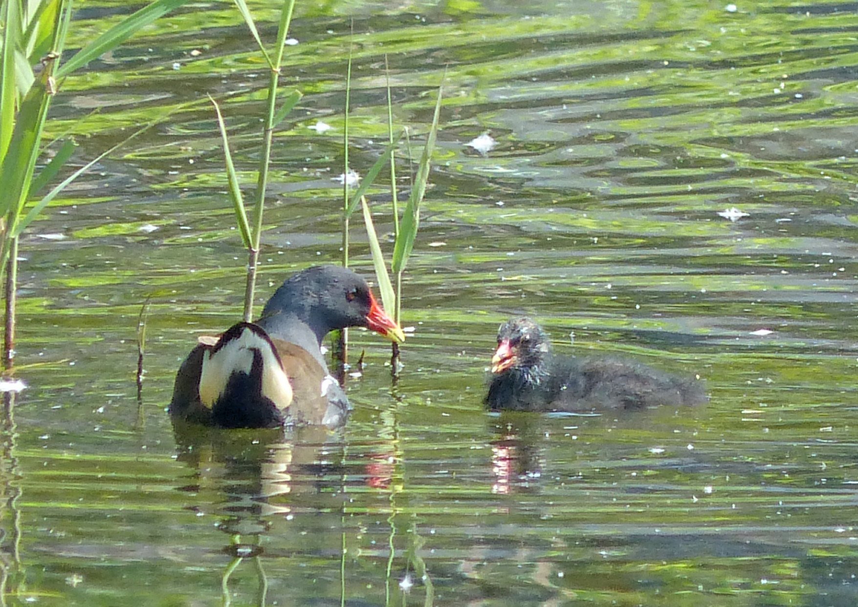 تويتر 上野動物園 公式 على تويتر ふわふわのヒナ バン という種類の水鳥です 不忍池 野鳥 T Co Whcr5y2fhz