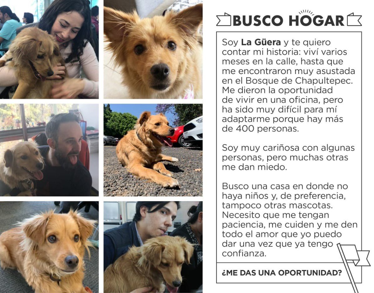 DejaTuHuella_AC's tweet photo. Nos ayudas a buscarle casa? Info aquí #adoptanocompres #dejatuhuella #adopta #ayuda https://t.co/fFgEqR9v8D