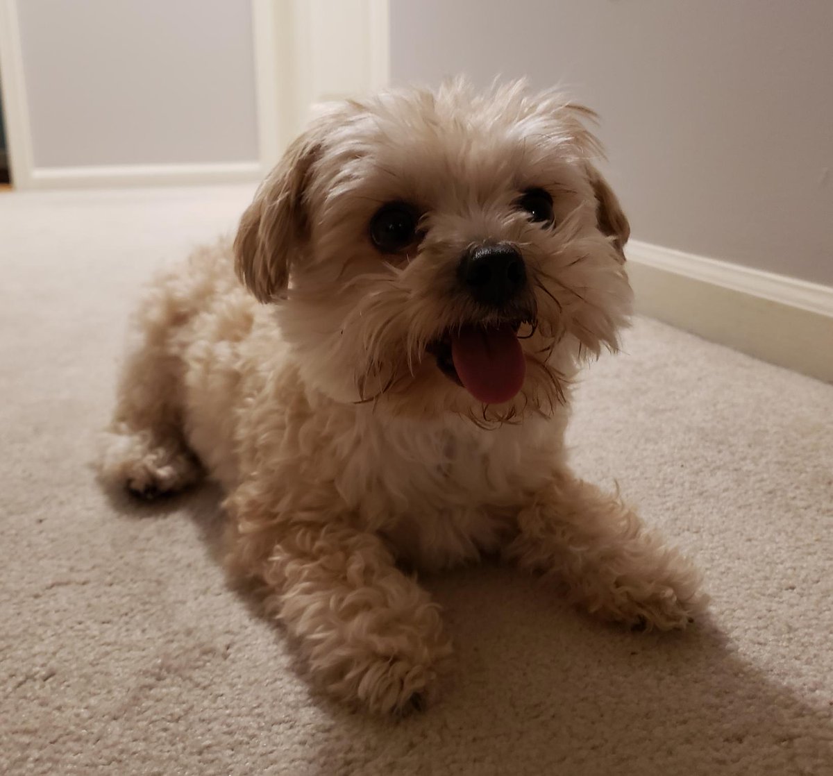 Pro_Duecer's tweet photo. Lost Bill today. Appreciate everyone who has had kind words this week. He was a good boy. https://t.co/ej8SRu3EUc