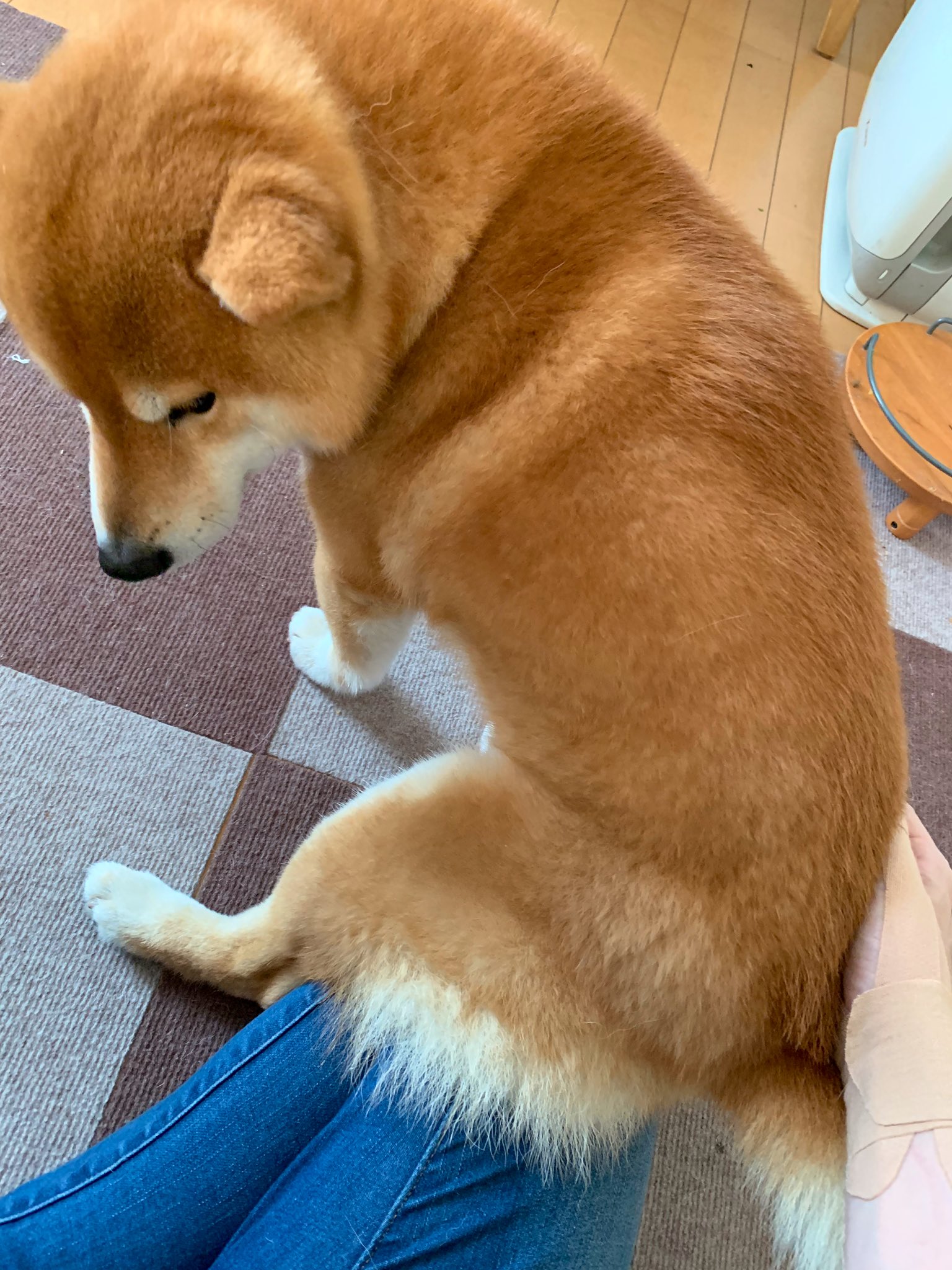 こたろうくん 人間の弟分が寝た途端 膝の上に乗って甘えてくる犬 T Co Rtlxqw9tur Twitter