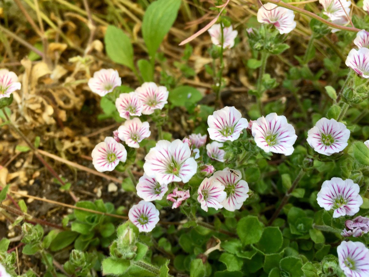 78 栽培実習 カスミソウ カーペットカスミソウ 昨年 全く発芽せず すっかり忘れていたカーペットカスミソウでしたが 草叢のなかでちゃっかり生き残っておりましたよ 草むしりが大変だなぁ この子ら残すとなると
