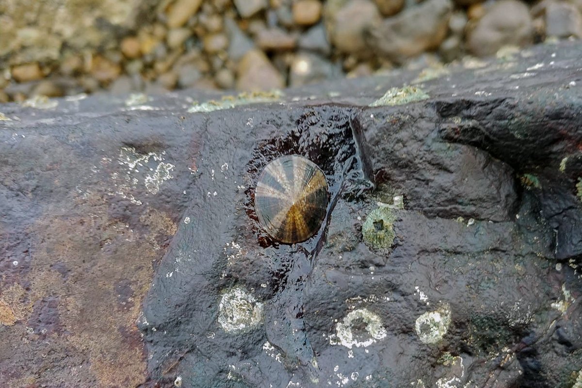 MongabayIndia's tweet photo. Meet some residents of the Intertidal Cooperative Housing Society, Mumbai. https://t.co/KEbo5ncHgd @SejalMehta06

  @Pugdandee @MLOMumbai #marinelife #coastalroad #coastsofindia #intertidalzone #hermitcrab #limpet #soldiercrab #cratena https://t.co/dabeBCsS9n