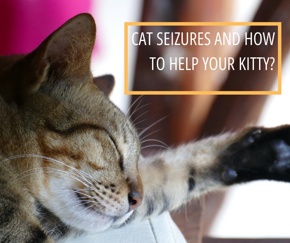 A cat seizure while sleeping is common and often happens when your pet is resting. Do you know that it can cause some serious brain disorders, bacterial and viral infections and even liver disease?
Read more about this problem and find some answers 👉  bit.ly/2WEgK27