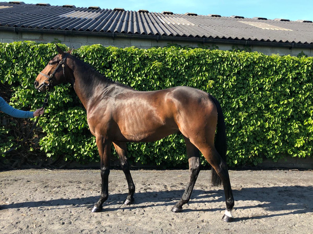BleahenBrothers's tweet photo. Lot 157 of @BleahenBrothers Lakefield Farm. Buck's Boum x Parislatino (Video Rock) Selling tomorrow @tatts_ireland May Sale https://t.co/w1zGs1ObWb
