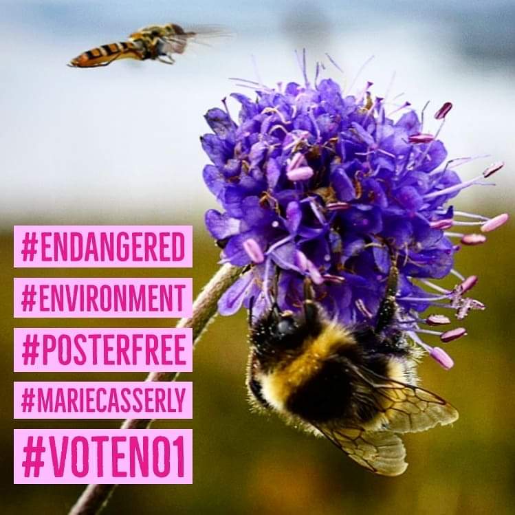 Marie_Casserly's tweet image. Time for change @PosterfreeIE @SligoEnvNet #posterfree #climatechange #climatestrike #le19 #sligo #lovesligo #nature #environment #environmentmatters