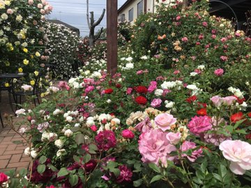 レストラン栗の里ローズガーデン 開花情報 バラまつり アーカイブ バラ園案内 バラの見ごろと開花状況