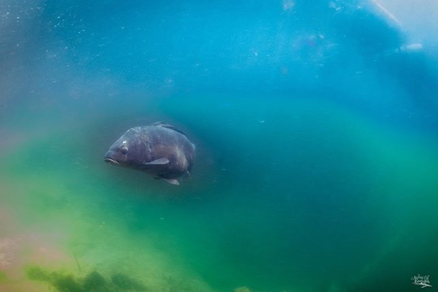 ripstone's tweet photo. A carp ! 
Picture take randomly with bad visibility!
Thanks to fisheyes for effect

#aquatica #ad850 #d850 #inon #sigma
#underwaterphoto #underwaterphotography #underwaterwildlife #underwaterworld #uwphoto #uwphotography #uwpics #viesousmarine
#naturepho… https://t.co/cJzkO0Zprj https://t.co/LbtarsA6Pf