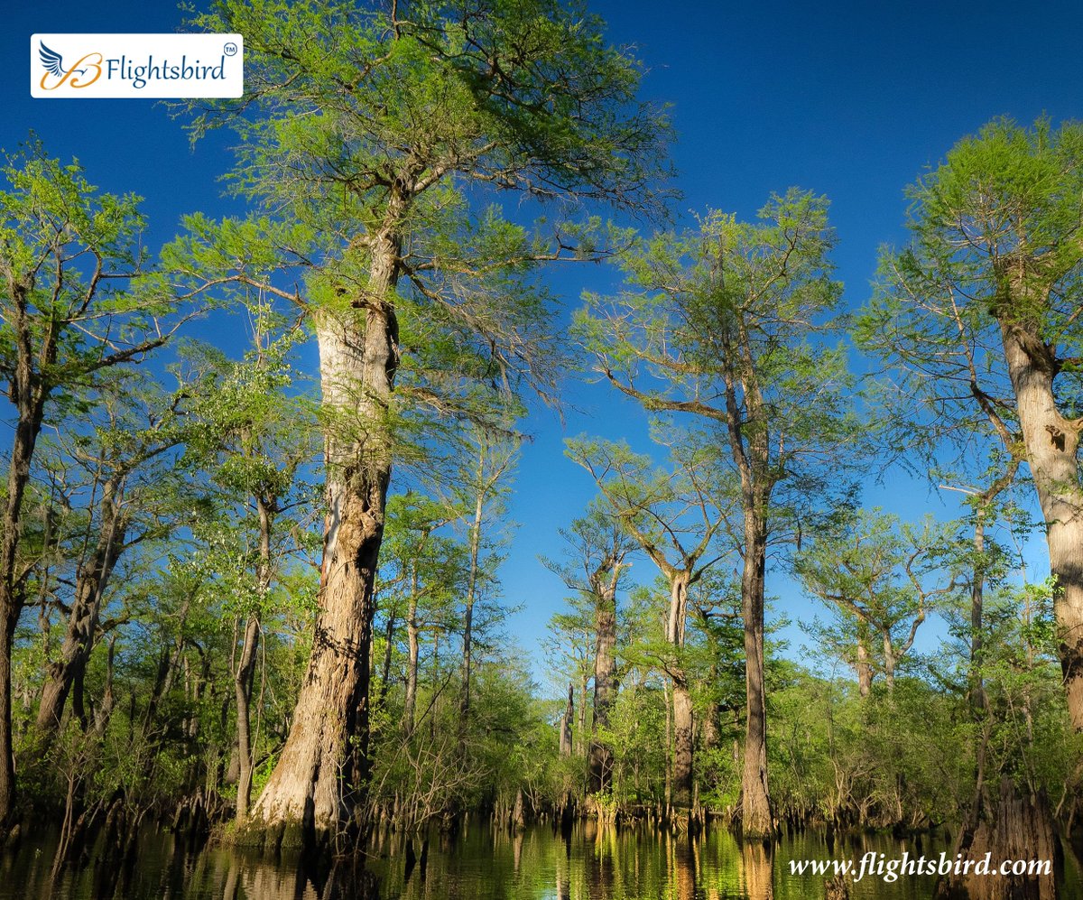 flightsbird's tweet photo. Did you know, this tree is 2,624 years Old in Carolina?

Visit: https://t.co/Wxqdnrdrqm https://t.co/GAA8kb8k3R