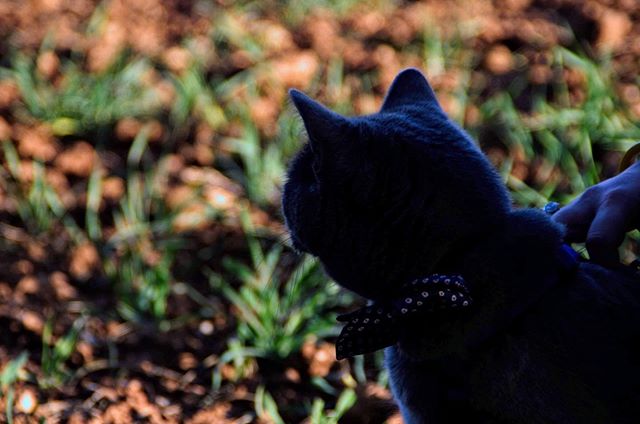 RonaldAndMarley's tweet image. Darkness🌘🌗🌕🌑🌓🌔🌒 #mondaymode #puf #meow #tired #catsofinstagram #chubbycheeks #1millioncatsunited #paws #may #catstagram #catlovers #catpetclub dlvr.it/R4ZYLl