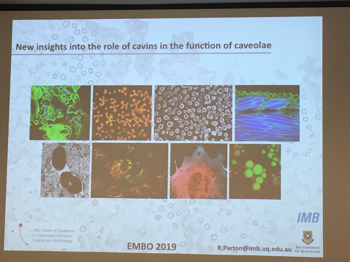 SoazigLelay's tweet photo. Opening session of the #EMBOcaveolae. Great opening lecture from Rob Parton. Thanks to our sponsors for their support. Enjoy the meeting ! #Embo #bioregate #insermgrdouest https://t.co/zHeDd7TSeJ