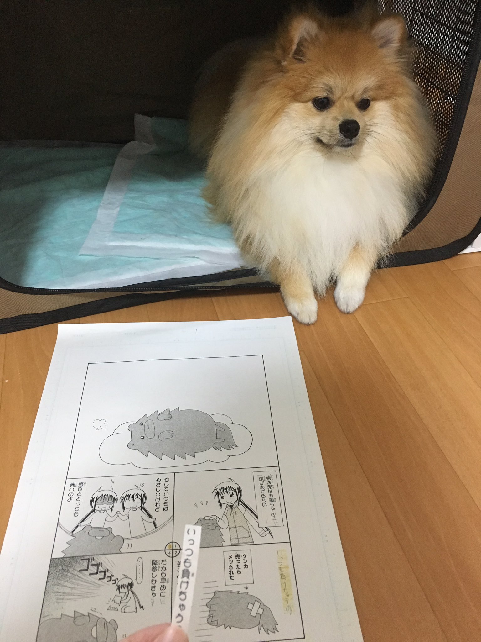 橘紫夕 でかポメ えっ今日は私の誕生日 かつ愛犬の日なのですか 何の語呂合わせだろうと思ったら ジャパンケンネルクラブ設立の日だそうで 今まで知らんかったよ と言うわけで 私の 犬漫画の写植をむしってモグモグペッして目をそらす犬貼っときます