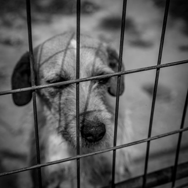 etanr's tweet photo. #monochrome #blackandwhitephotography #bwphotography #instablackandwhite #blackandwhiteart #blackandwhiteonly #blackandwhite_perfection #flair_bw #bnw_captures #bnw_life #bnw_city #bnwmood
#tea_journals #animalglobe #animaltattoo #animalfeaturepicks #animalzone #animallibe… https://t.co/xdiALmVCAu