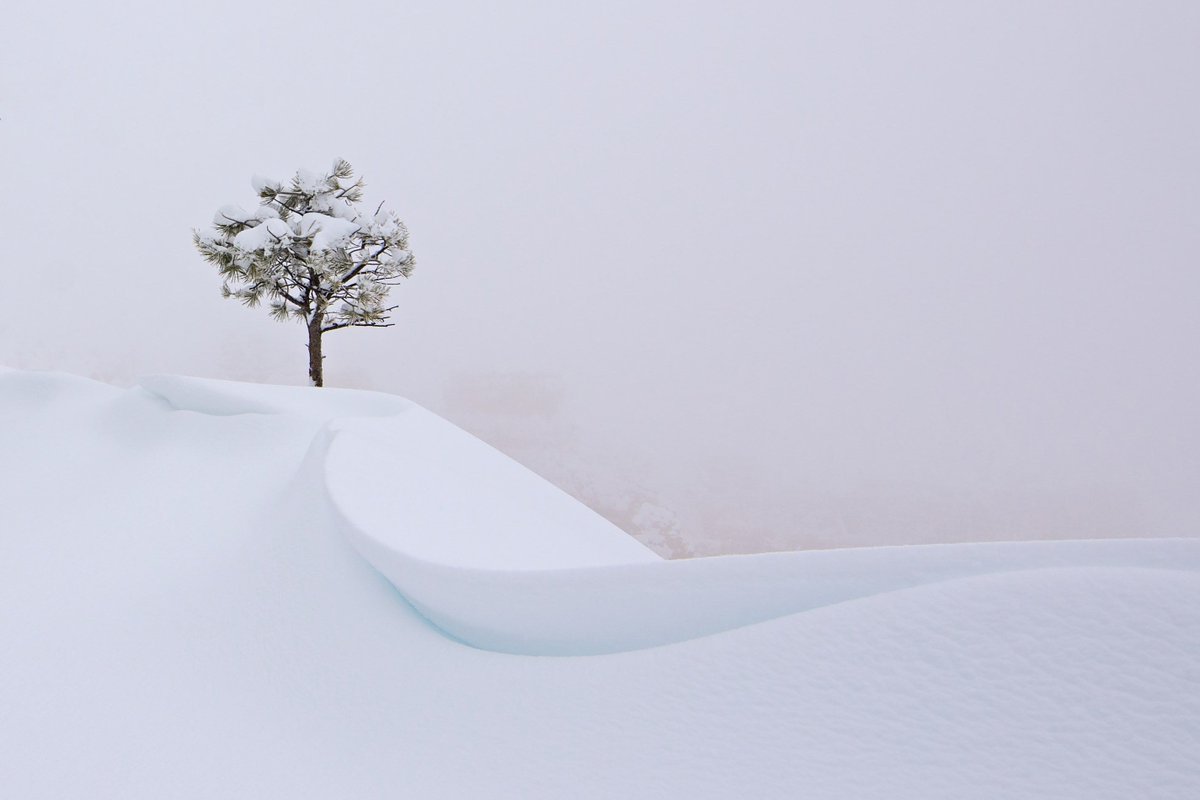 gorgeous_pix's tweet image. "Single Tree during a Snowstorm, Bryce Canyon. From u/spicedpumpkins on /r/mostbeautiful #singletree #brycecanyon #snowstorm #mostbeautiful"