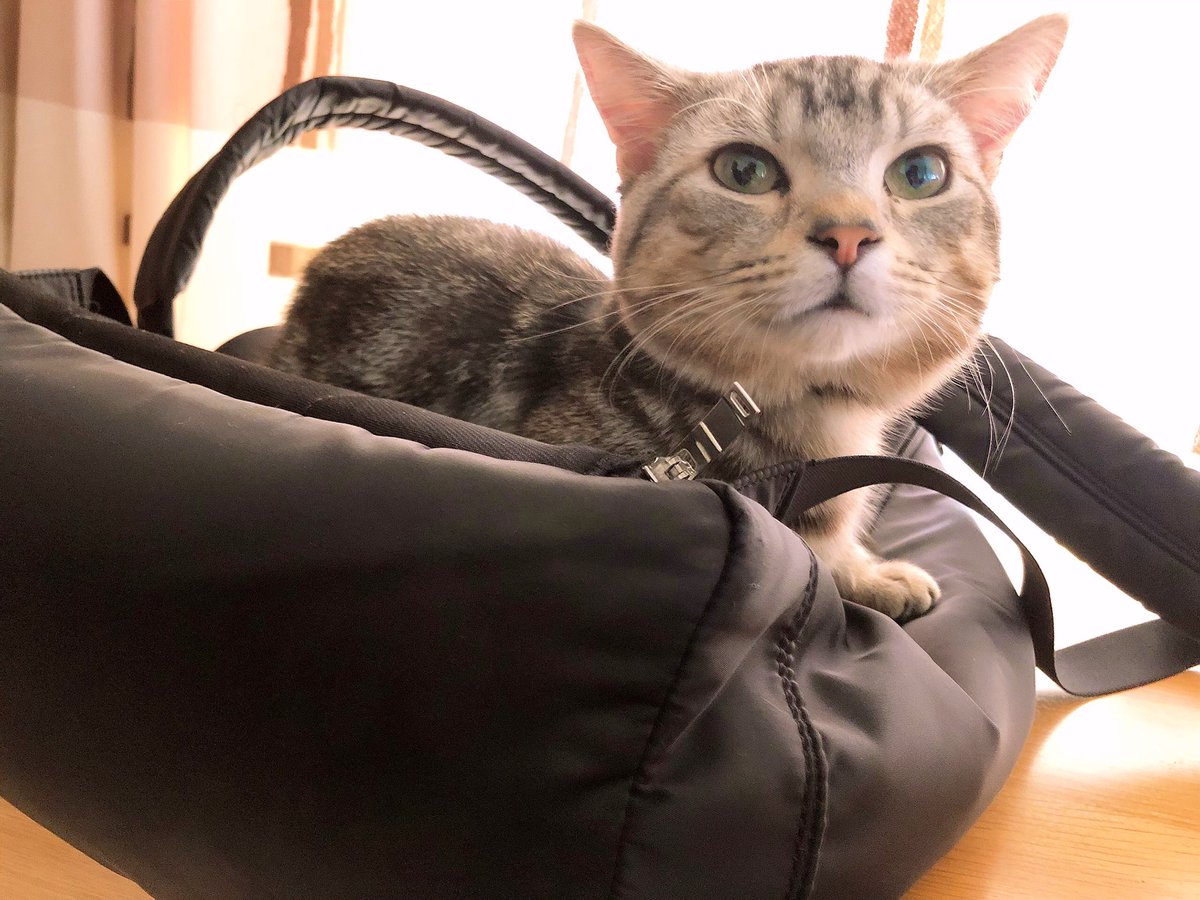 DaiKing_boy's tweet image. 今朝の出来事
絶対仕事行かせないマン🐈