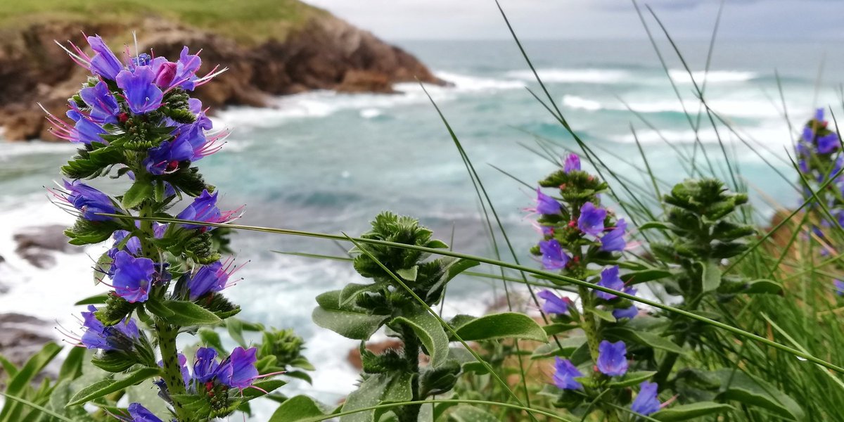 Naturalmonte's tweet photo. Primavera junto a los acantilados de la Playa de Santa Justa. #Cantabria https://t.co/KYMfL1PH03