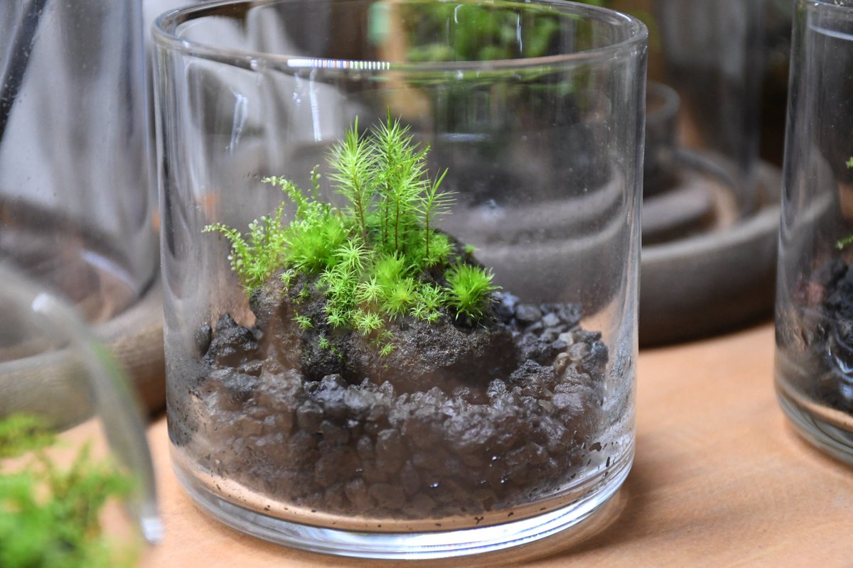 道草 Michikusa 魅せる苔テラリウム 5月中旬発売 On Twitter 溶岩 道草 Michikusa 魅せる苔テラリウム 5月中旬発売 On Twitter 溶岩