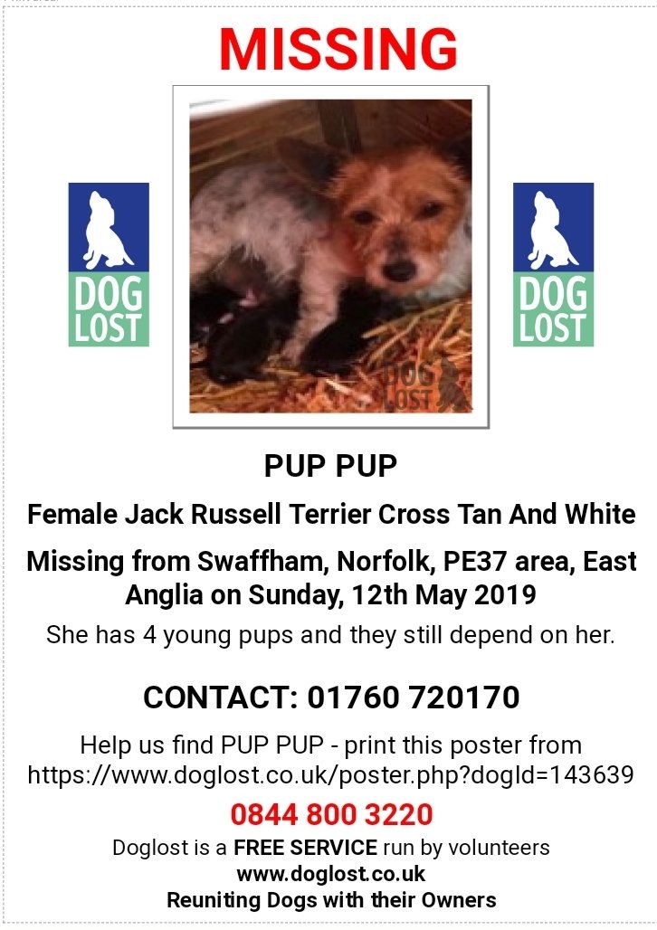 Missing Pets Gb On Twitter Urgent Missingdog Pup Pup She
