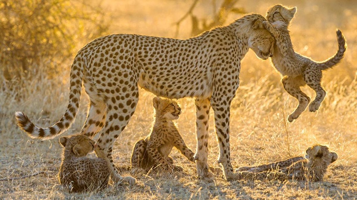 EinsteinRising's tweet image. Ok MOM! We know we're a handful and you worked really hard. To all those who have mothered us. Whether you birthed us or led our way. Thank you.

#Happymothersday #cheetahmom #cheetahcubs #tooallthemoms