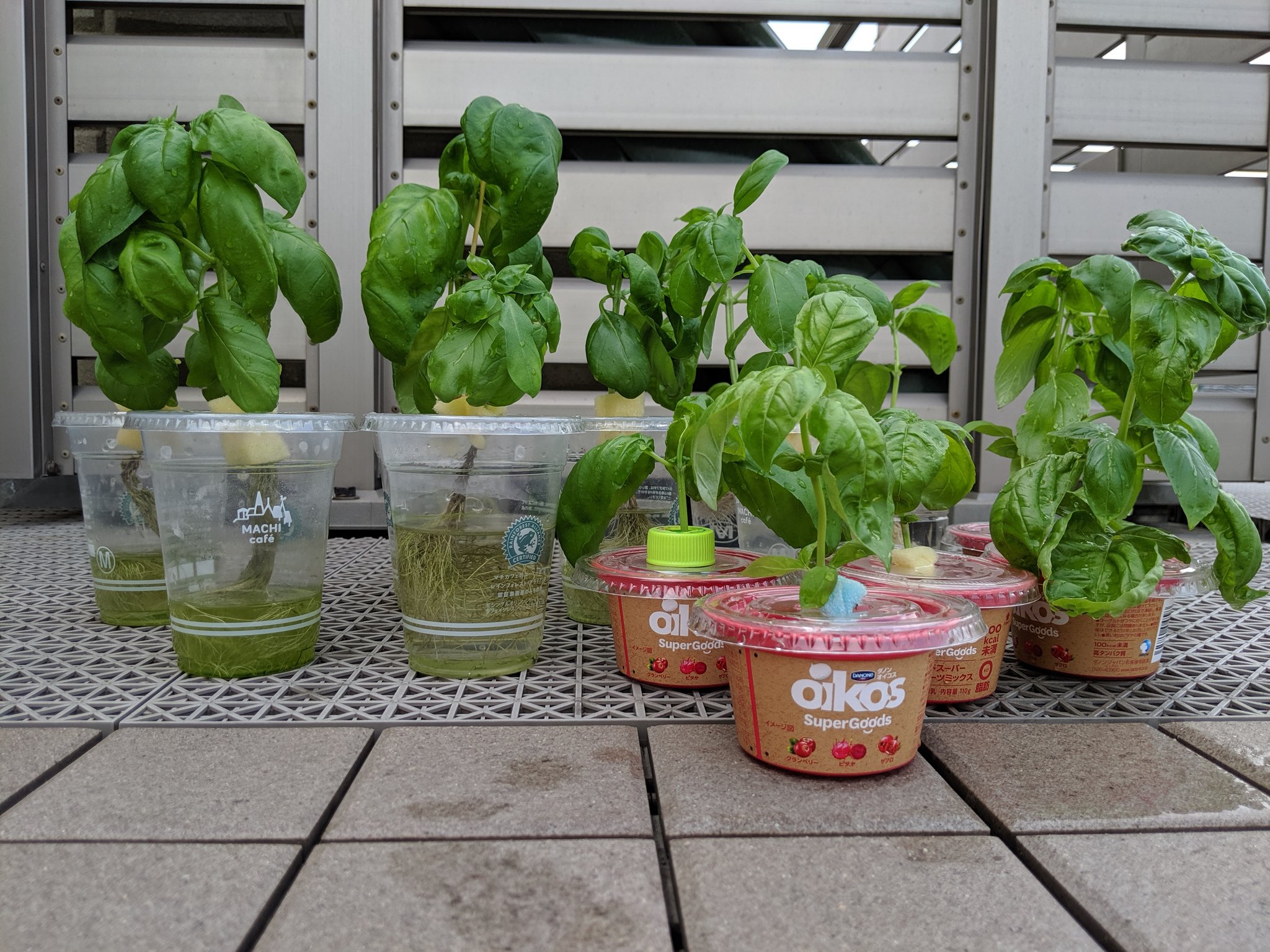 Cottoncolo プラカップ 水耕栽培 バジル バジルは水切れさえ起こさなければ適当で育つね もっと小さな容器でもok 若い葉っぱが柔らかいので摘芯兼ねて収穫 挿し芽でたくさん増えて水奴隷一直線w ご近所さんに配布して少し楽になりました T