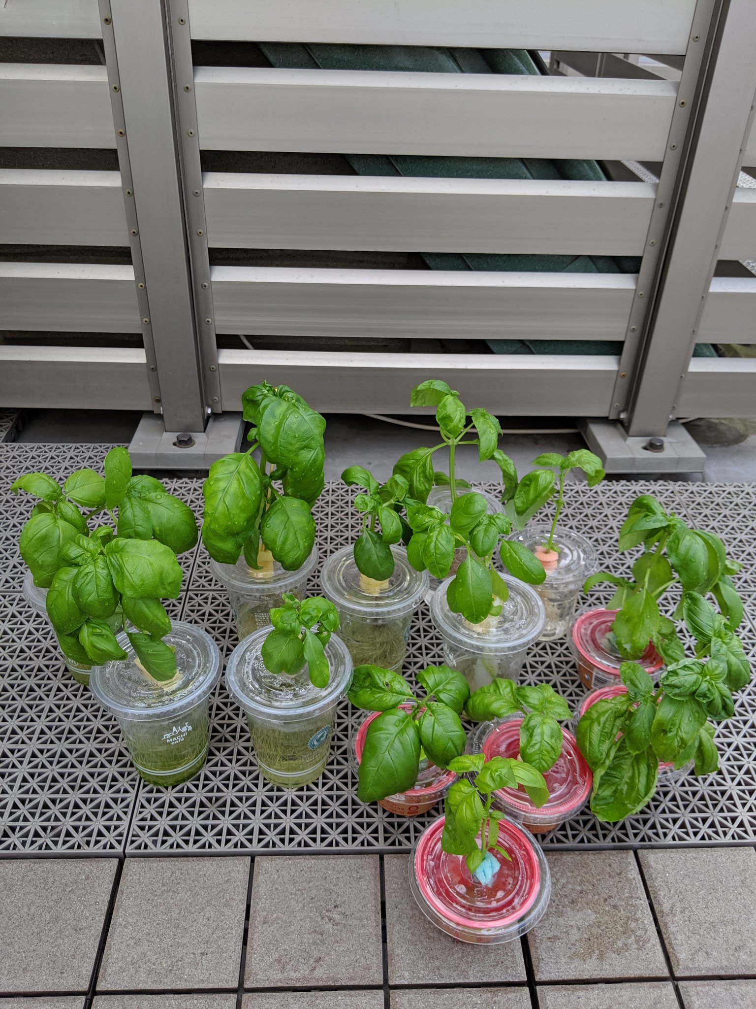 Cottoncolo プラカップ 水耕栽培 バジル バジルは水切れさえ起こさなければ適当で育つね もっと小さな容器でもok 若い葉っぱが柔らかいので摘芯兼ねて収穫 挿し芽でたくさん増えて水奴隷一直線w ご近所さんに配布して少し楽になりました T