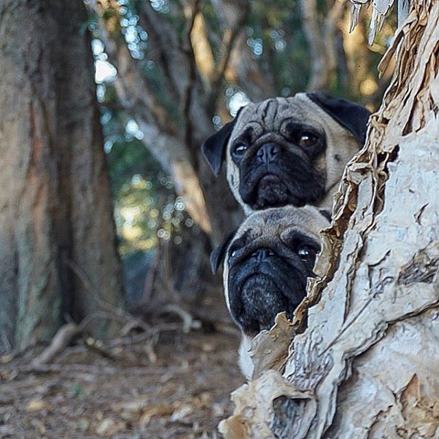 nortonmousepugs's tweet photo. Shhhh... weez hiding from Monday 🤫 Mouse & Pez .
.
.
.
.
.
.
.
.
#pugstuff #pugfamily #puglicious #pugstagram #pugsofinstagram #smilingpugs #puglifemagazine #pugtime #fawnpugsofinstagram #purepugspp #worldofpug #pugsdaily https://t.co/MphrygvZxV https://t.co/ekoqT3sBUu