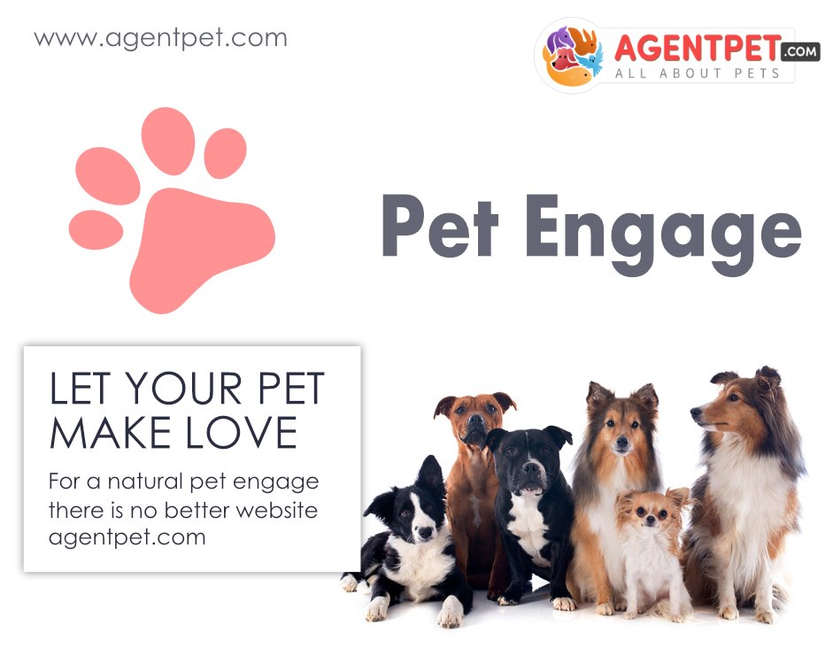 agentpetdotcom's tweet image. Let Your Pet Make Love ❤

For domestic animals mating is a very essential process that should be carried out with certain considerations like the perfect mate, health, timing, and environment.

#AgentPet #BuyandSell #PetEngage #PetAccessories  #petslove #makelove #petmakelove