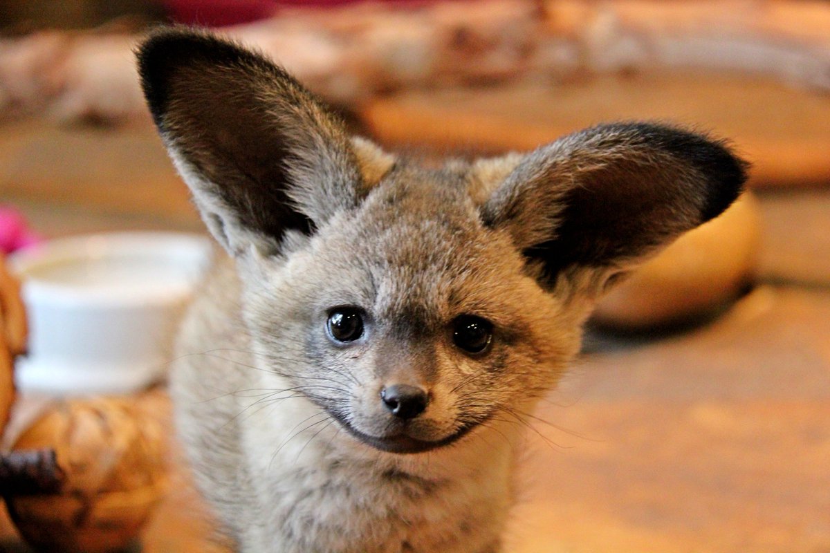 cangowranch's tweet photo. #batearedfoxes are just as cool as #batman! They are basil canid #hispters of their kind as fossil records show they first appeared during the middle Pleistocene, about 800,000 years ago! #conservation #animals #canine https://t.co/nEU7vR46Kk