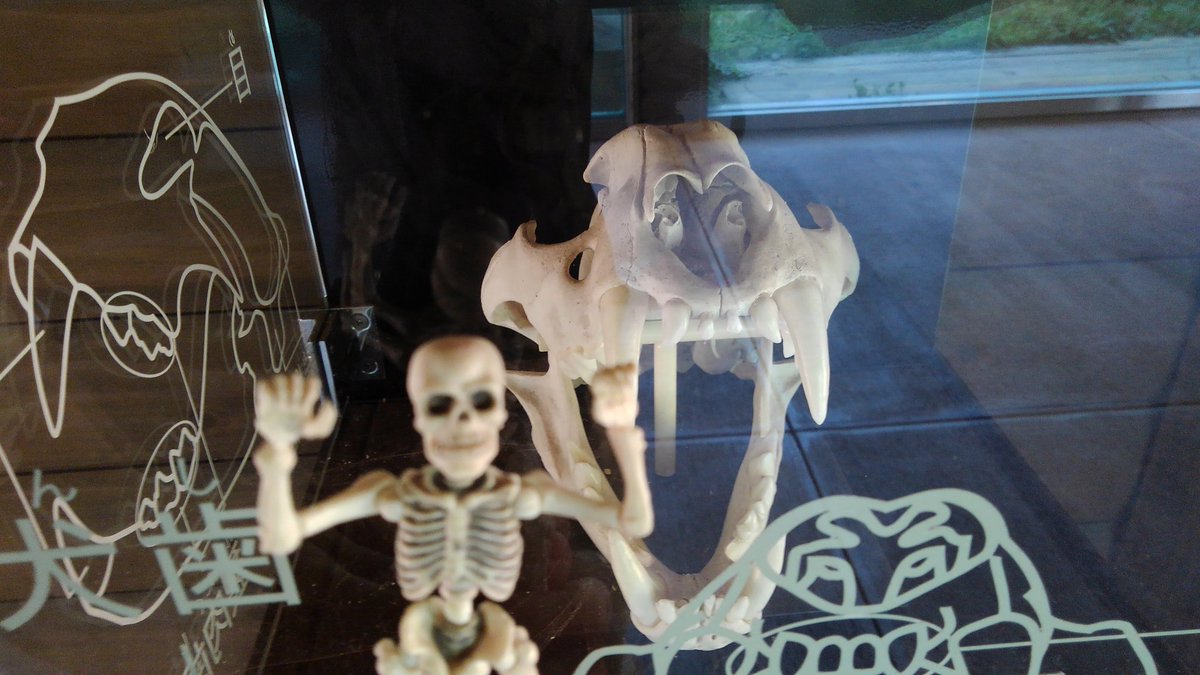 骨の日常 虎の頭蓋骨とツーショットです 牙がカッコイイ ポーズスケルトン 骨 平川動物公園 虎 T Co Hiufa7oxjq Twitter