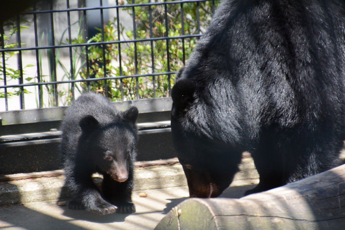 omoriyama_zoo tweet picture