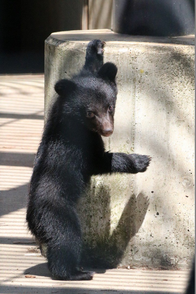 omoriyama_zoo tweet picture