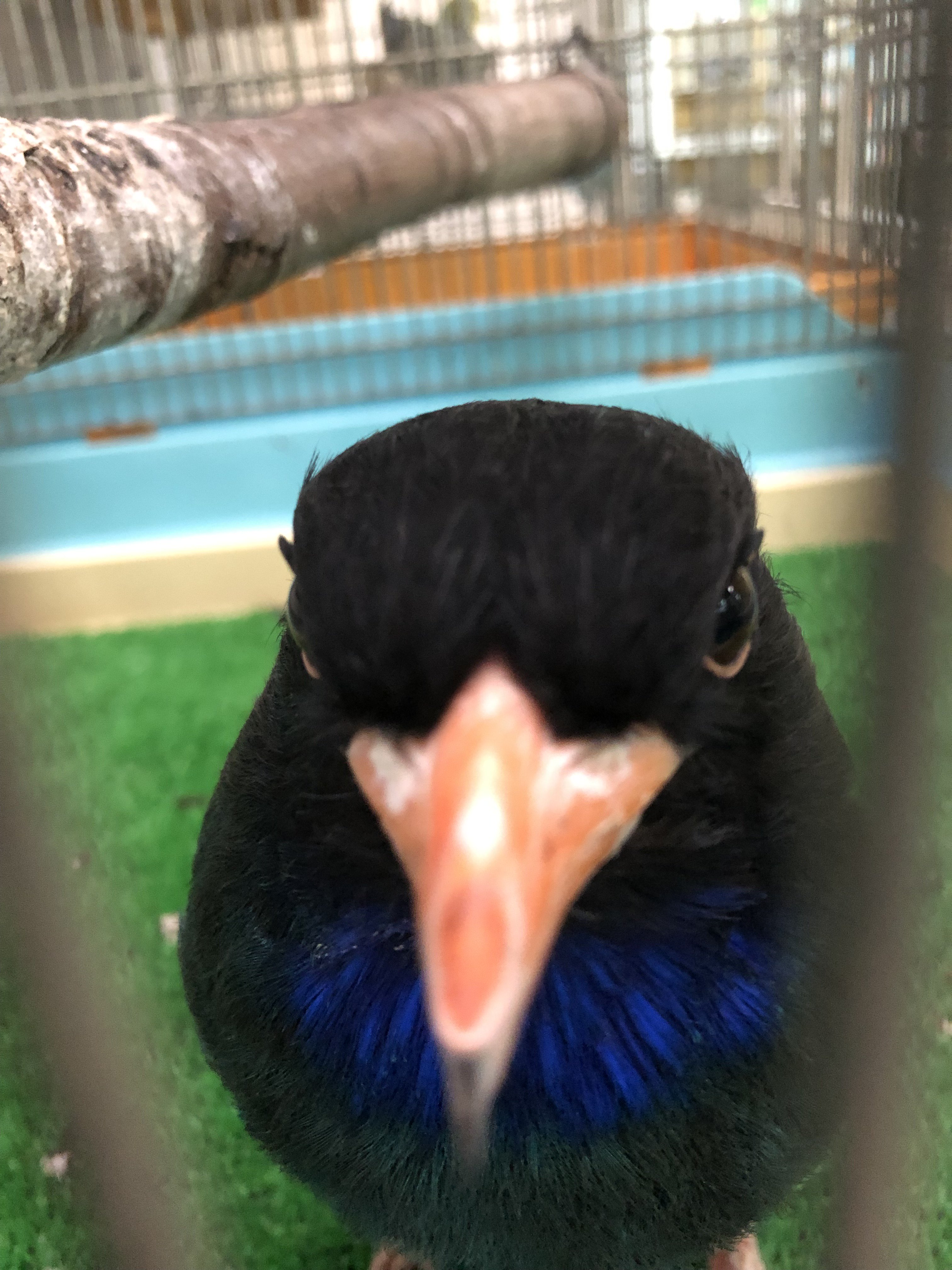 愛媛県立とべ動物園 公式 ブッポウソウとはその鳴き声からついた名前ですが 本当の鳴き主はオオコノハズクだそうです 子ども動物センターでは両方の鳥を見ることができるよ ブッポウソウの ブッポ ちゃんの写真はあまりに近づきすぎ 笑 さてその