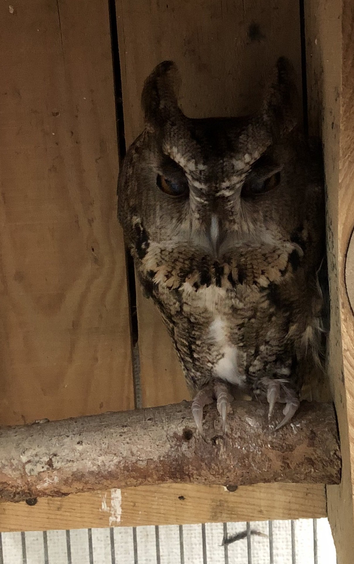 愛媛県立とべ動物園 公式 ブッポウソウとはその鳴き声からついた名前ですが 本当の鳴き主はオオコノハズクだそうです 子ども動物センターでは両方の鳥を見ることができるよ ブッポウソウの ブッポ ちゃんの写真はあまりに近づきすぎ 笑 さてその