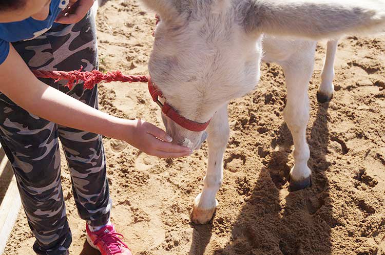 NorthHayne's tweet photo. #mentalhealthawarenessweek2019
We all need animals in our life...
#Farmbreaks #Devon https://t.co/Xn7m64pbfe