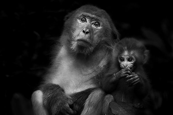 Meng_ZheS's tweet photo. Macaque 5
By MENG Zhe AFIAP

#monochrome #arte #photooftheday #print #artist #china #chinese #blackandwhite #blackandwhitephotography #nature#monkey #monkeys #macaques #macaque#art#artwork #photo#photography #photoshoot #gallerywall #gallery #wildlifephotography #贵阳 https://t.co/eqWQEuMAk7