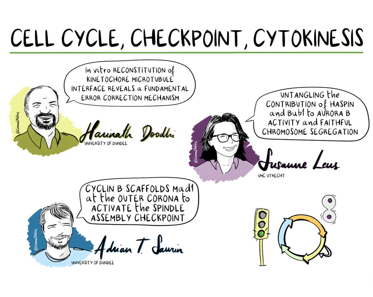 First session of the day at #EMBOchromoploidy19 by @CireniaSketches. #cellcycle #checkpoint and #cytokinesis. @mitosisrocks @foodskop @LensSusanne @AdeSaurin