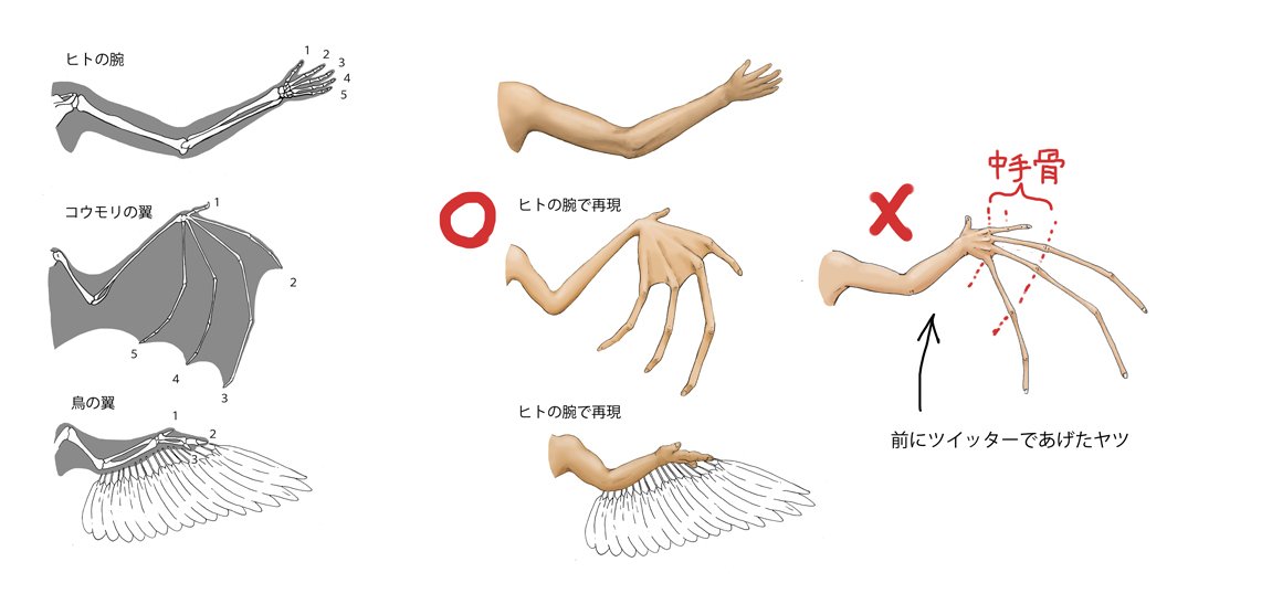 川崎悟司 ずっと前にあげた コウモリの翼を人間の腕で再現 のイラストが間違っていたので 改めてのイラスト 間違っていたところは中手骨 手の甲にある骨 を指の一部にしてしまったこと ついでに 鳥の翼を人間の腕で再現イラスト も描きました
