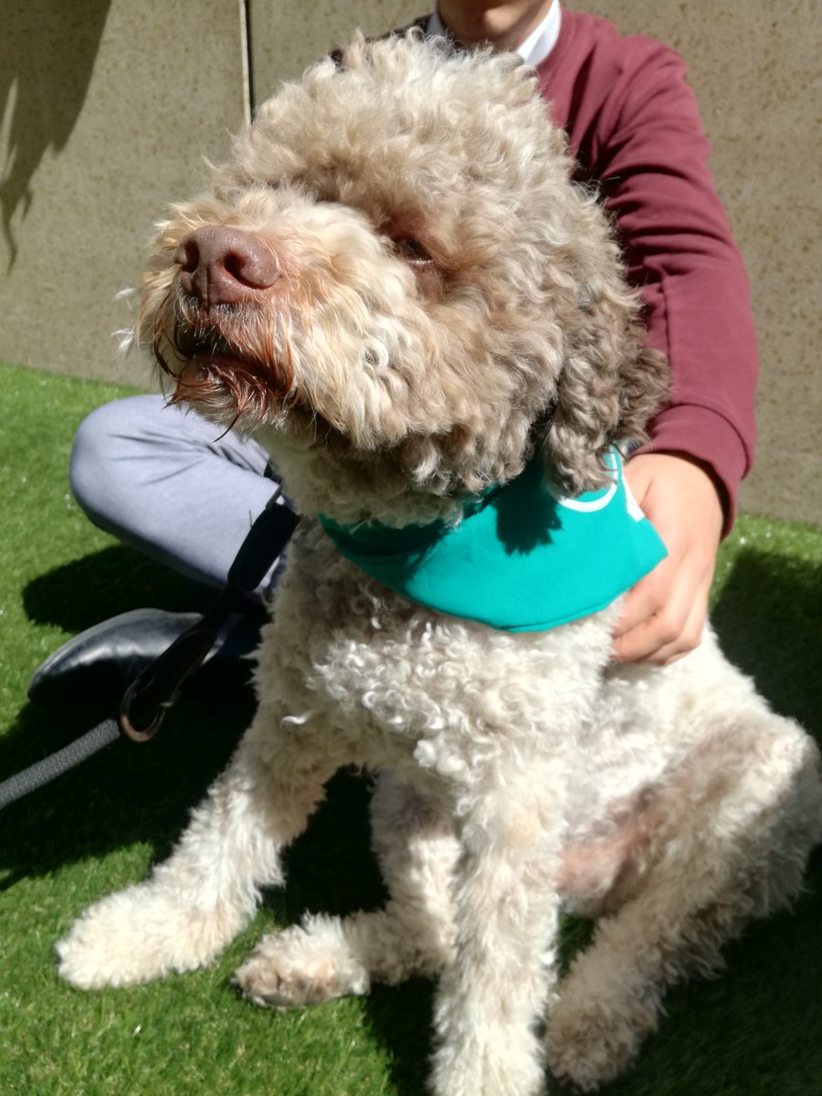 odiseehogesch's tweet photo. Vandaag streken de feelgood-honden van AAP vzw neer op #campusbrussel. En of onze blokkende studenten konden ontstressen! #odisee @stuvoplus https://t.co/cgxBxxq4zU