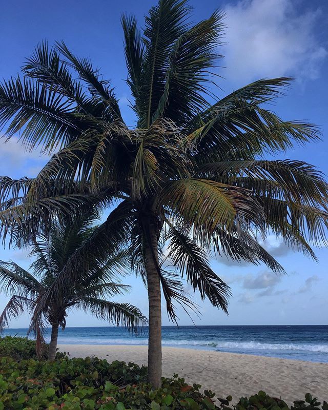 keilnelson's tweet image. Picture perfect 😍 Anyone else just love palm tree beach scenes or just me? Barbados never lets me down ❤️ #palmtreeparadise
